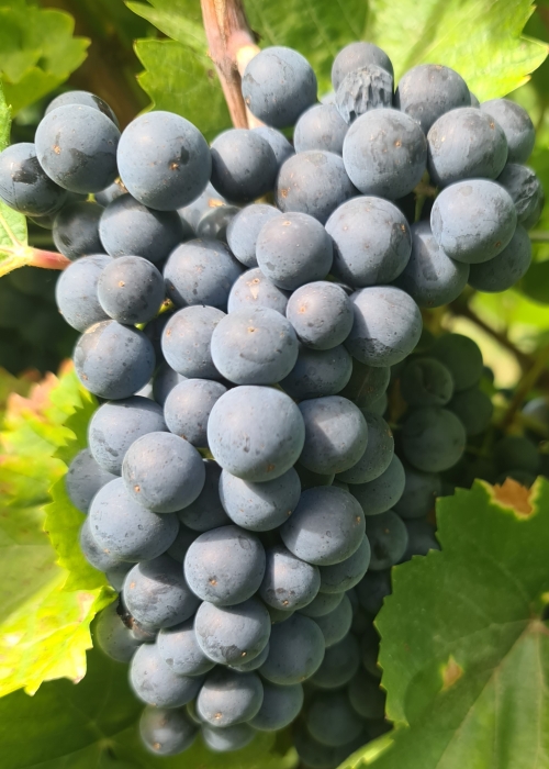 Pinot nova 20260907 143233